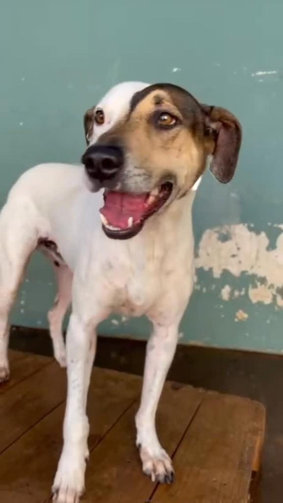 Bob, cachorro de porte médio para adoção em Tatuí - SP