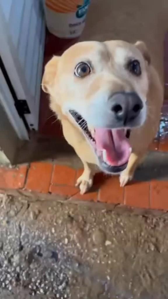 Bela, cadela de porte médio para adoção em Tatuí - SP