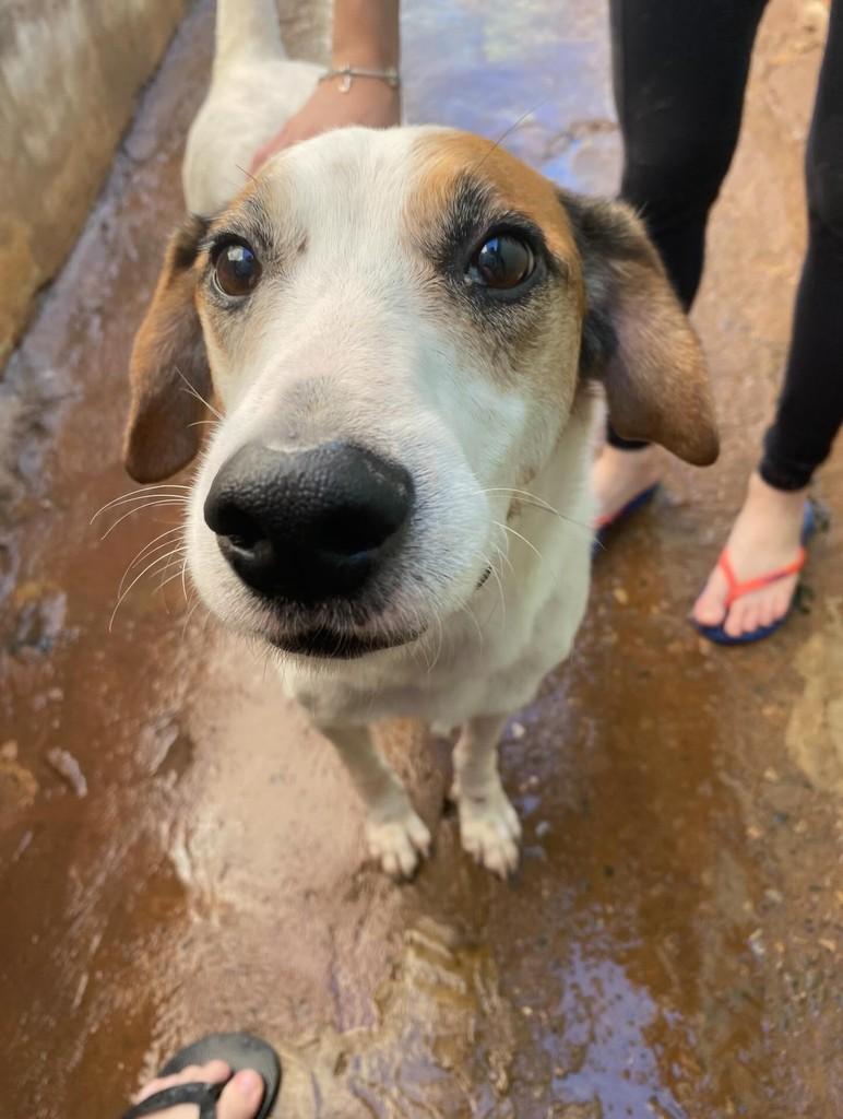 Leandro, cachorro de porte pequeno para adoção em Tatuí - SP
