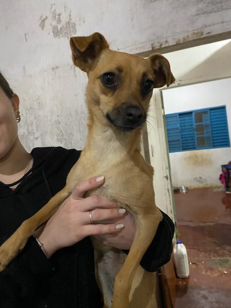 Paçoca, cadela de porte pequeno para adoção em Tatuí - SP