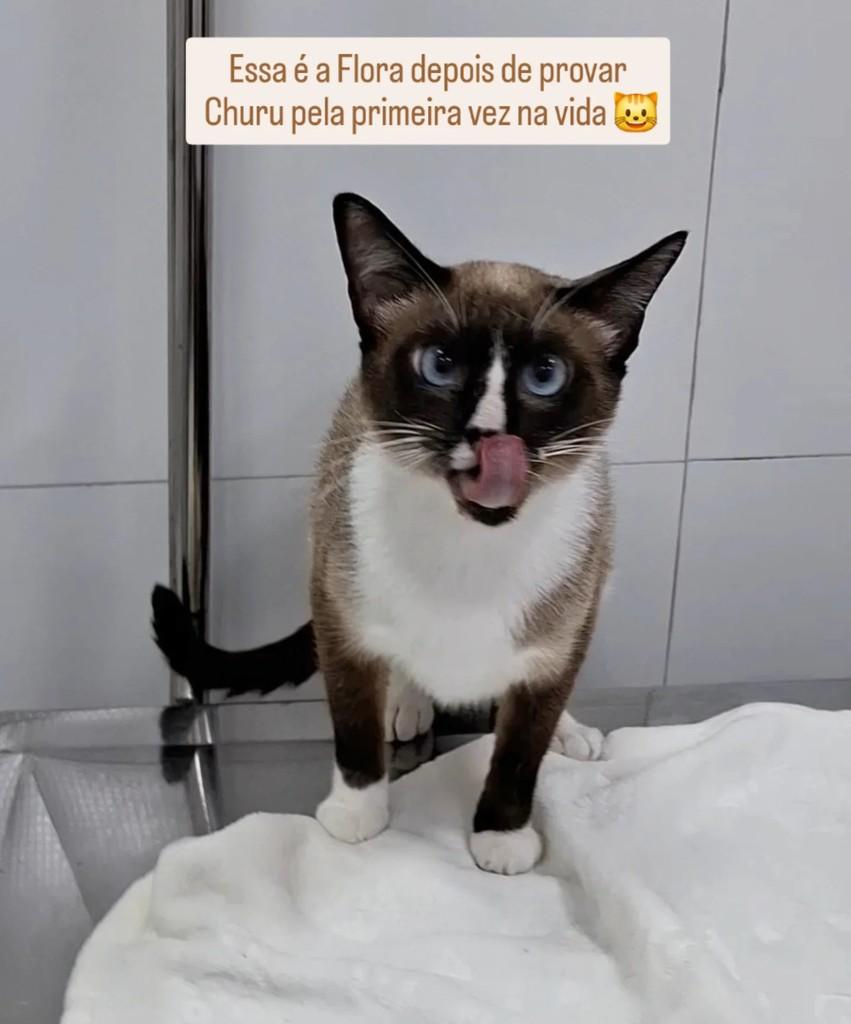 Flora, gata de porte pequeno para adoção em Santo André - SP