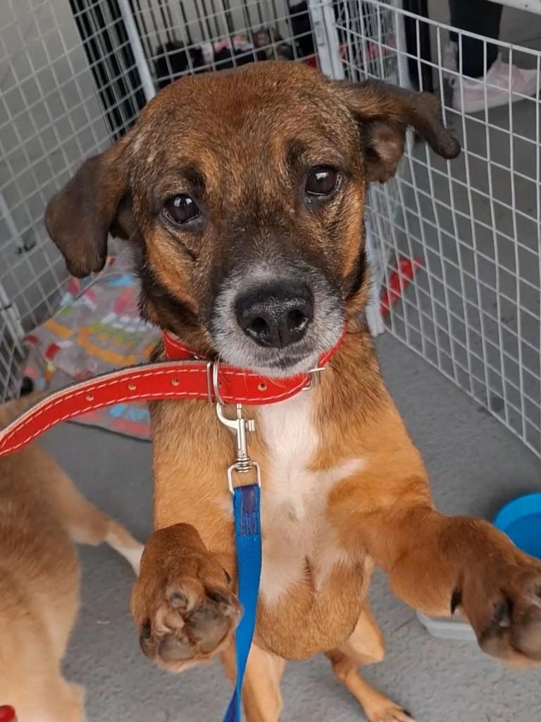 Thomas, cachorro de porte pequeno para adoção em Santo André - SP