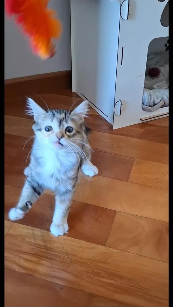 Vidinha Pantufinha, gato de porte pequeno para adoção em Santo André - SP