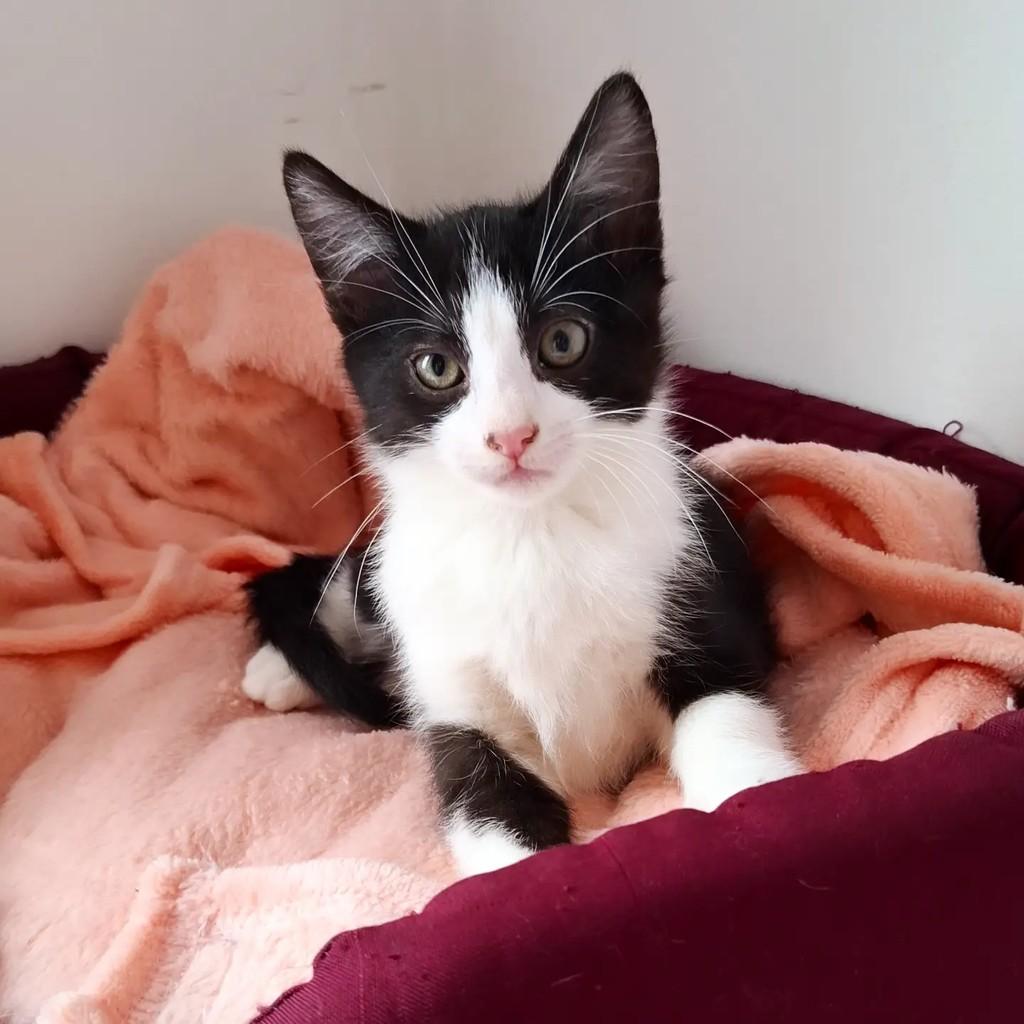 Rafinha, gato de porte pequeno para adoção em Santo André - SP