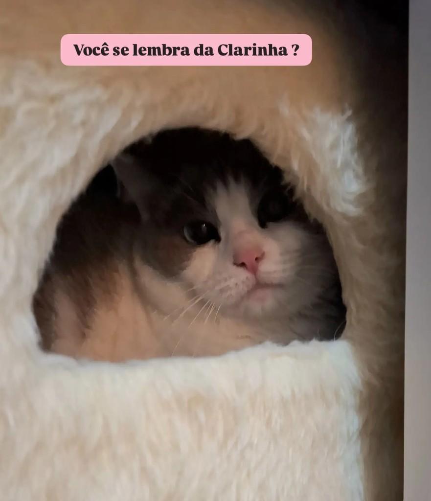 Clarinha, gata de porte pequeno para adoção em Santo André - SP