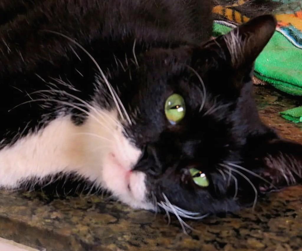 Juquinha, gato de porte médio para adoção em Santo André - SP