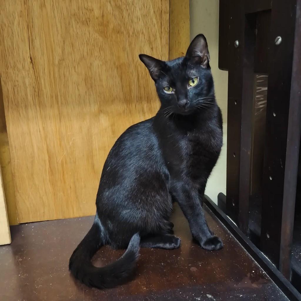 Lotus, gato de porte pequeno para adoção em Santo André - SP