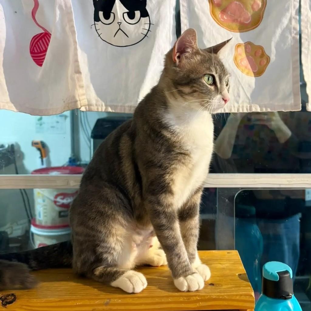 Ariel, gata de porte médio para adoção em Santo André - SP