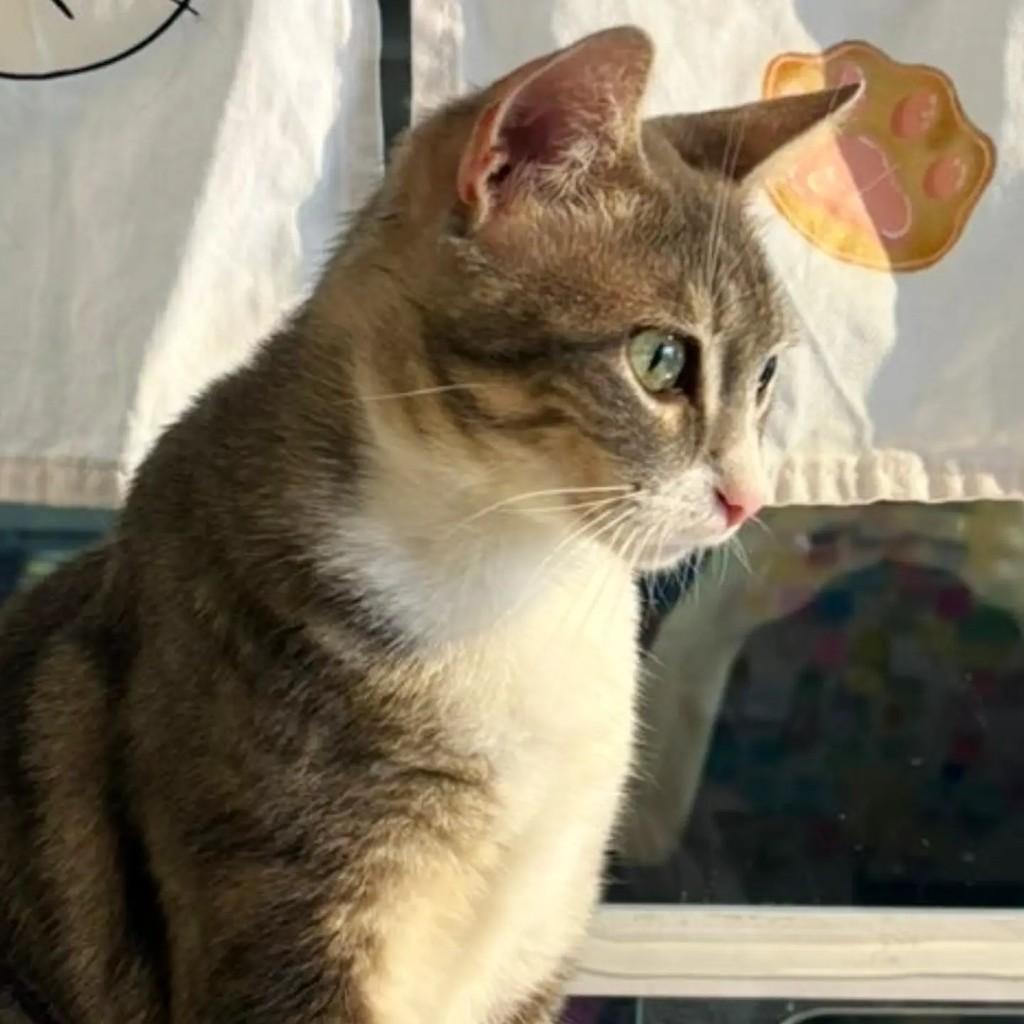 Ariel, gata de porte médio para adoção em Santo André - SP — foto 2 de 5