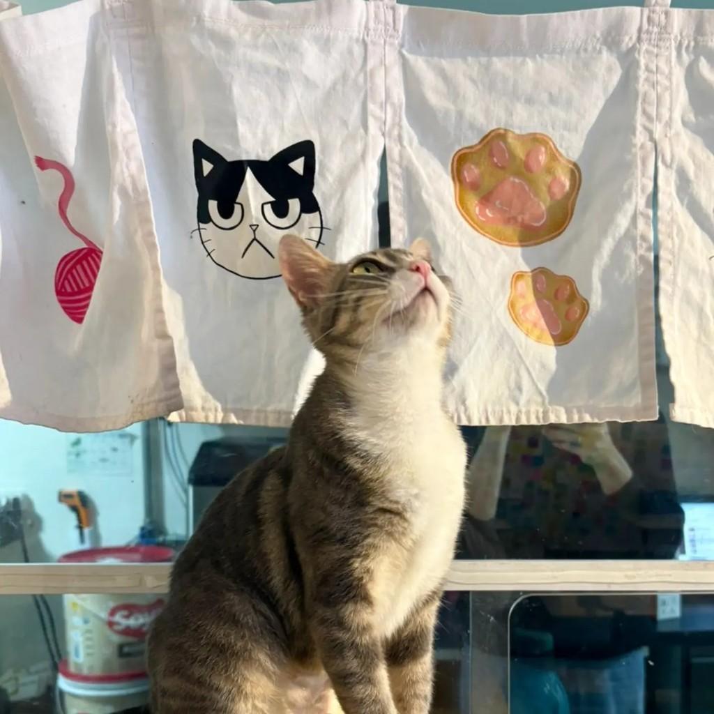 Ariel, gata de porte médio para adoção em Santo André - SP — foto 3 de 5