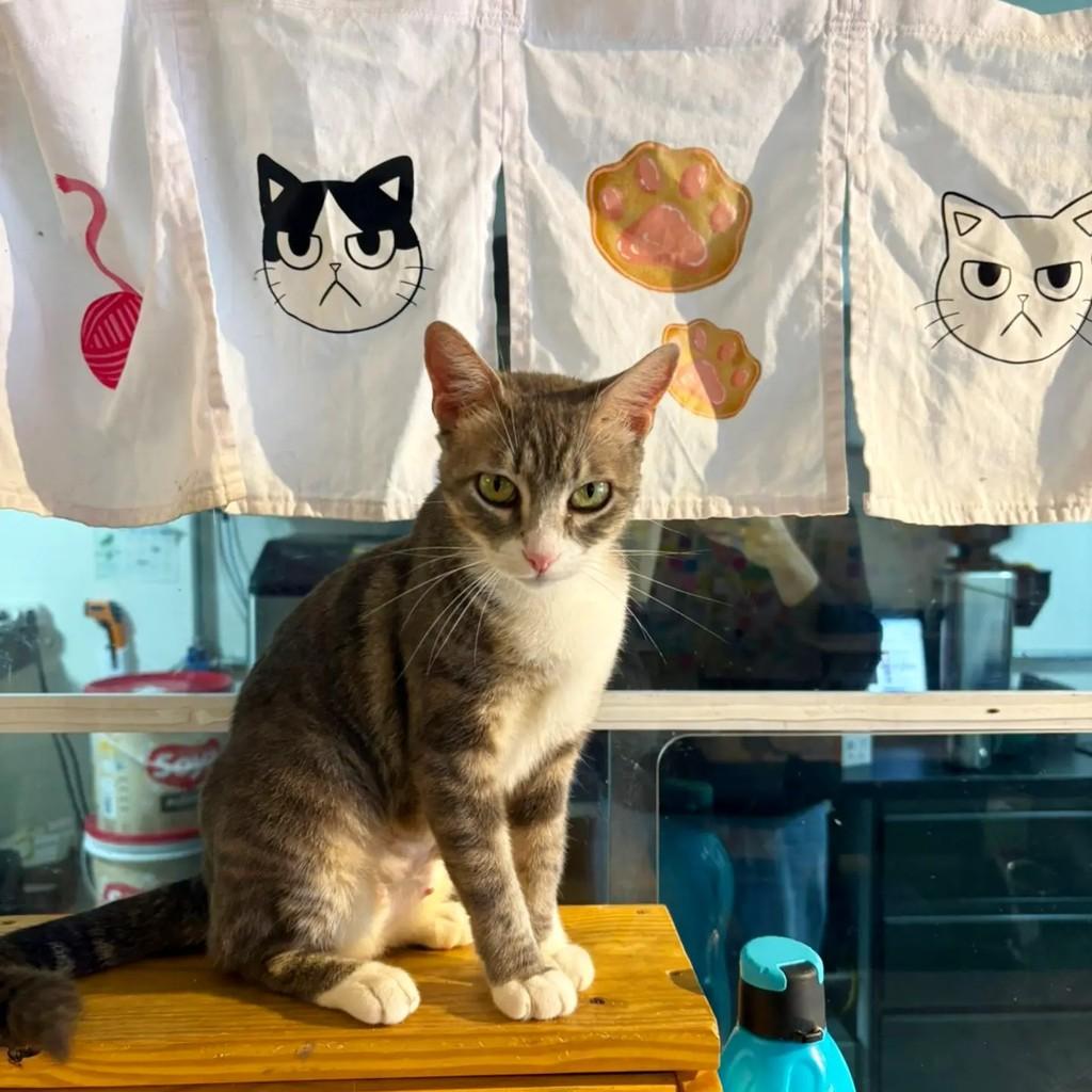 Ariel, gata de porte médio para adoção em Santo André - SP — foto 4 de 5