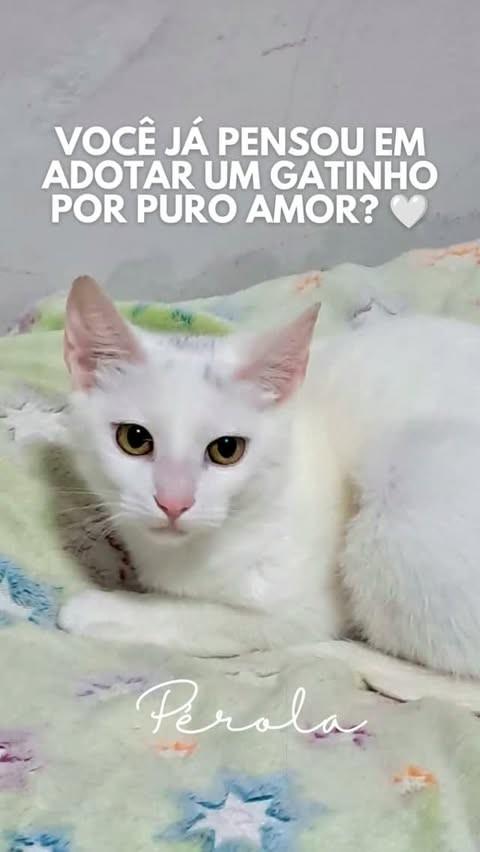 Pérola, gata de porte pequeno para adoção em Santo André - SP