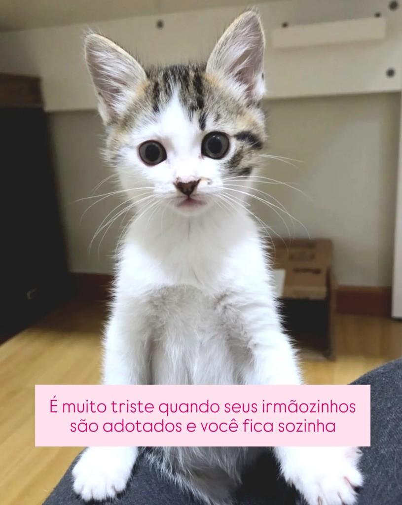 Miuka, gata de porte pequeno para adoção em Santo André - SP