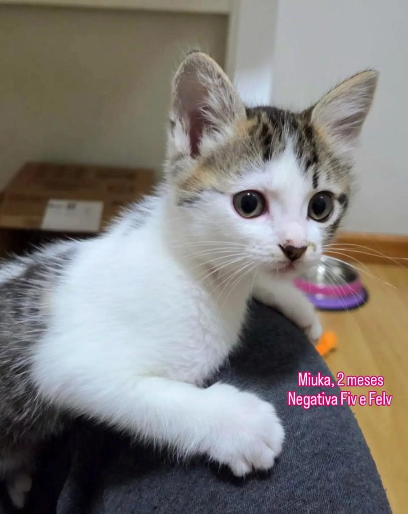 Miuka, gata de porte pequeno para adoção em Santo André - SP — foto 2 de 6
