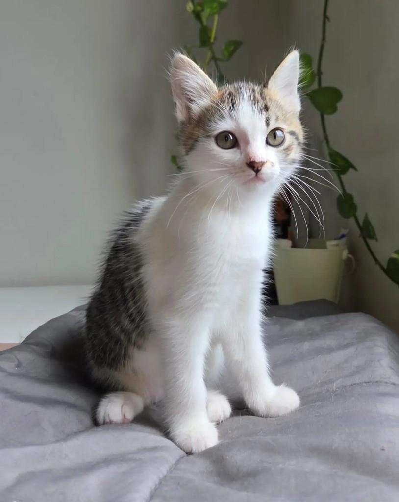 Miuka, gata de porte pequeno para adoção em Santo André - SP — foto 3 de 6