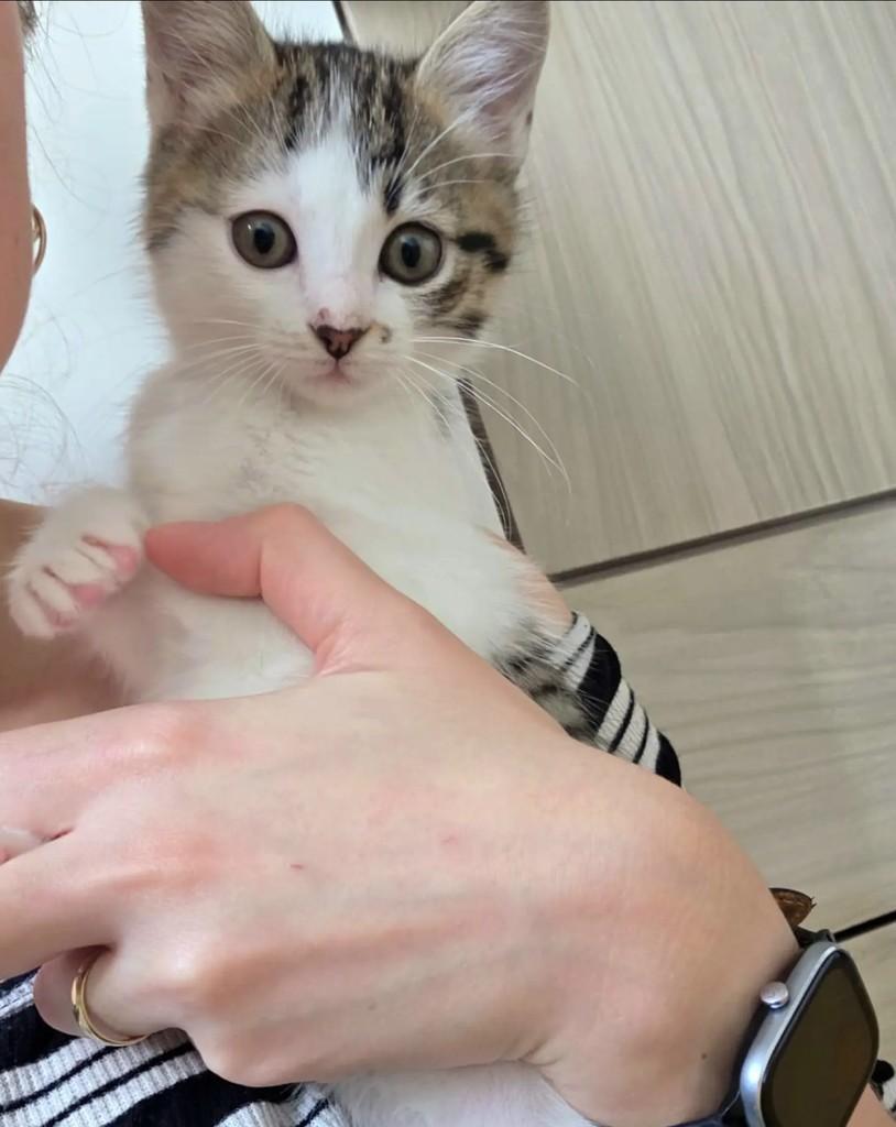 Miuka, gata de porte pequeno para adoção em Santo André - SP — foto 4 de 6