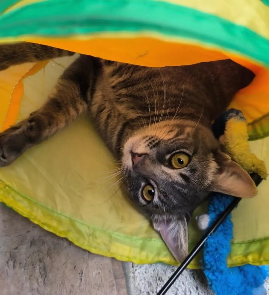 Marvin, gato de porte pequeno para adoção em Santo André - SP