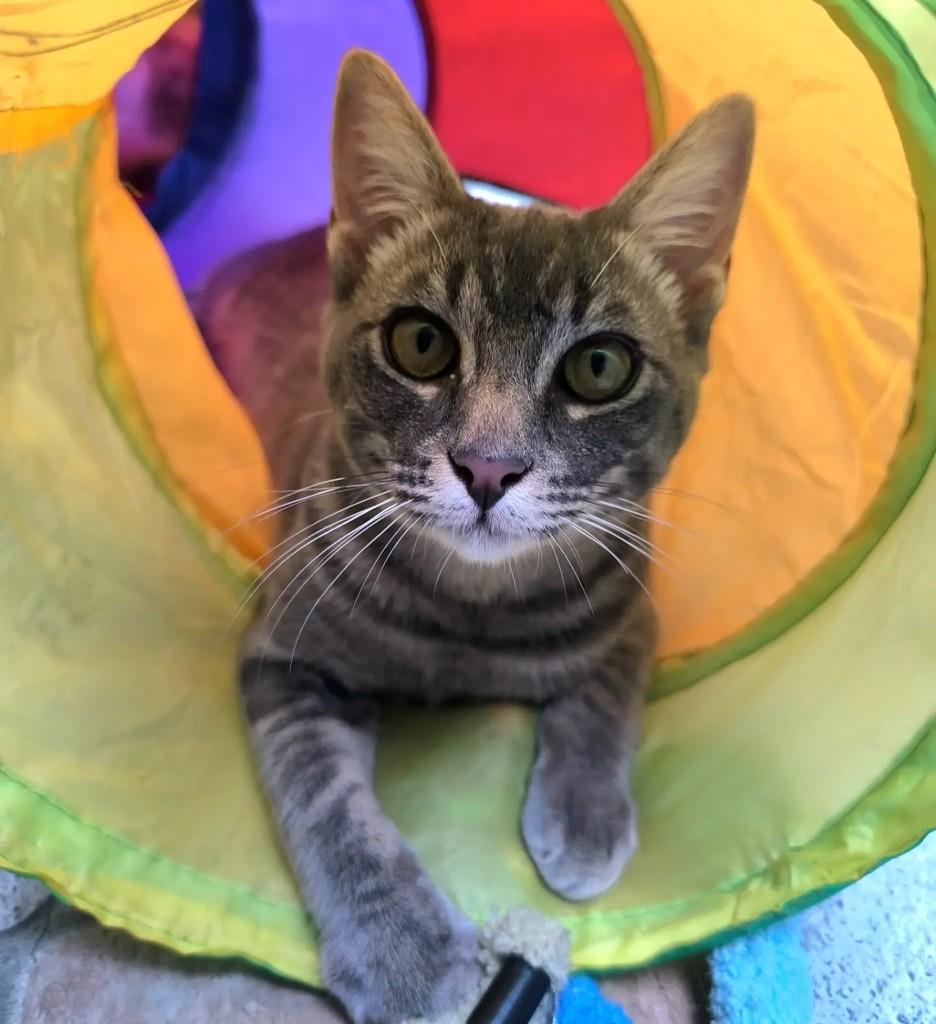 Marvin, gato de porte pequeno para adoção em Santo André - SP — foto 2 de 9