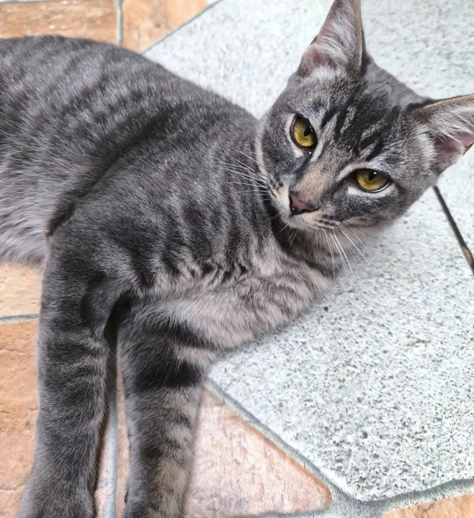 Marvin, gato de porte pequeno para adoção em Santo André - SP — foto 3 de 9