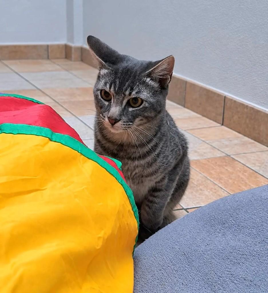 Marvin, gato de porte pequeno para adoção em Santo André - SP — foto 4 de 9