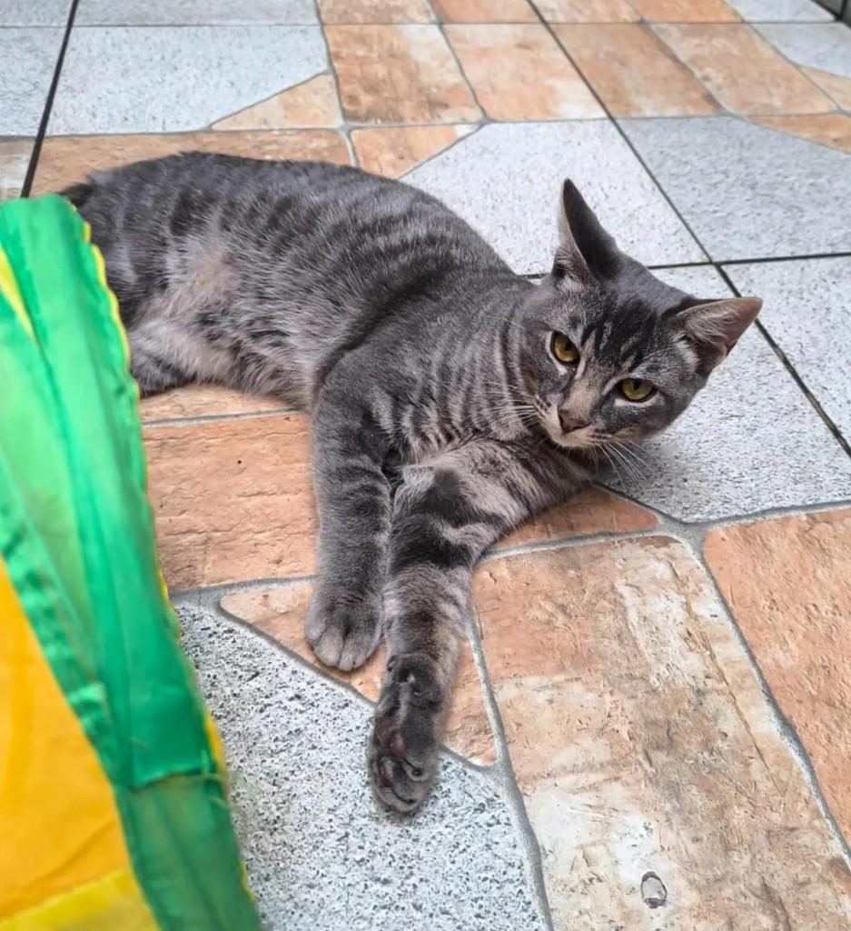 Marvin, gato de porte pequeno para adoção em Santo André - SP — foto 5 de 9