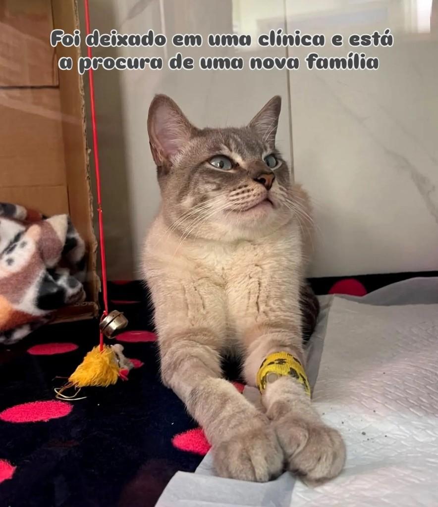 Fumaça, gato de porte pequeno para adoção em Santo André - SP