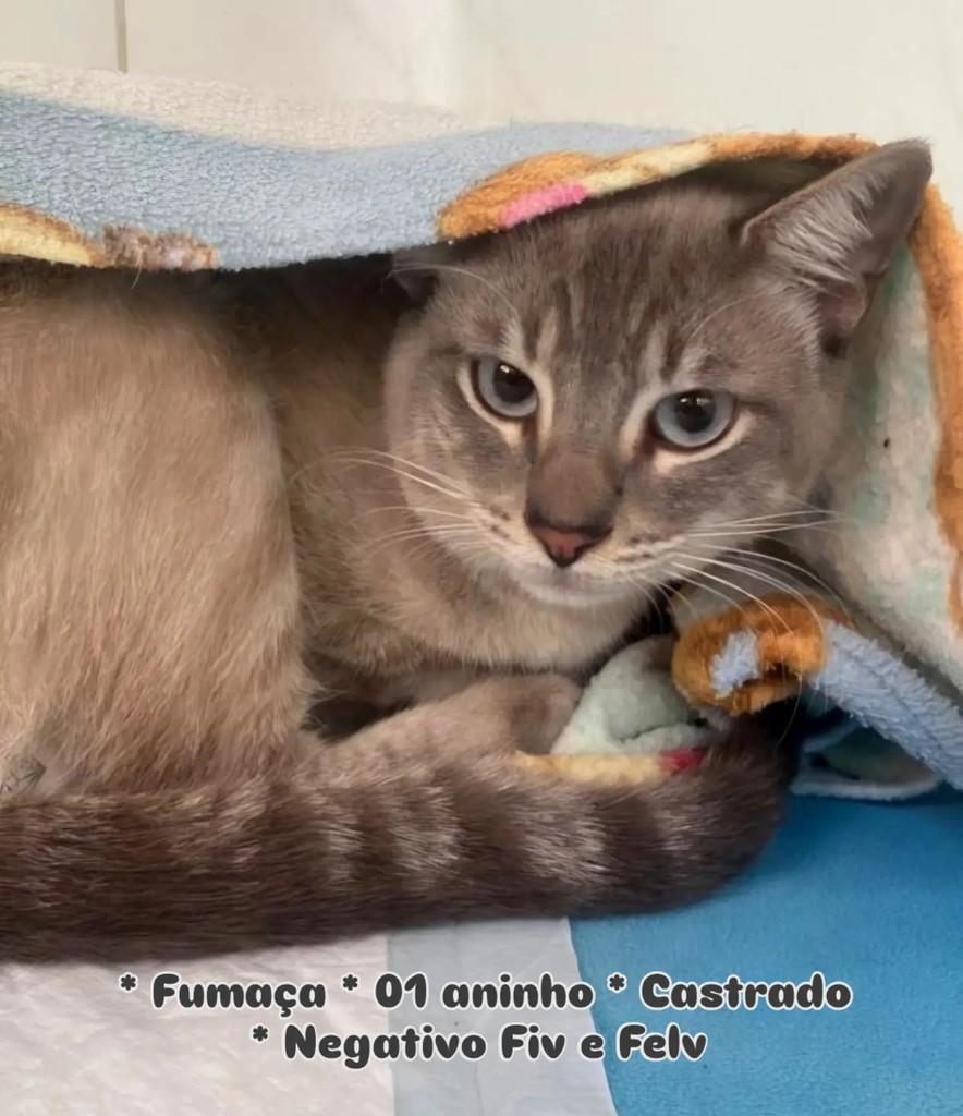 Fumaça, gato de porte pequeno para adoção em Santo André - SP — foto 2 de 4