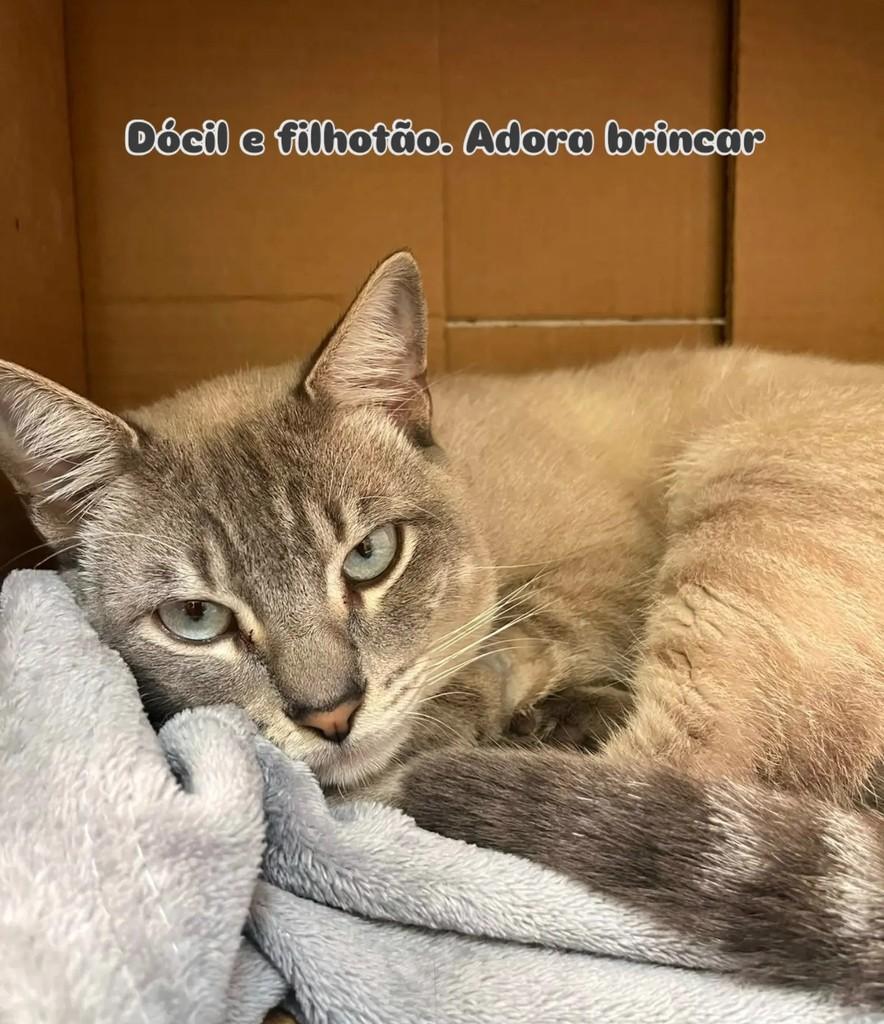 Fumaça, gato de porte pequeno para adoção em Santo André - SP — foto 3 de 4