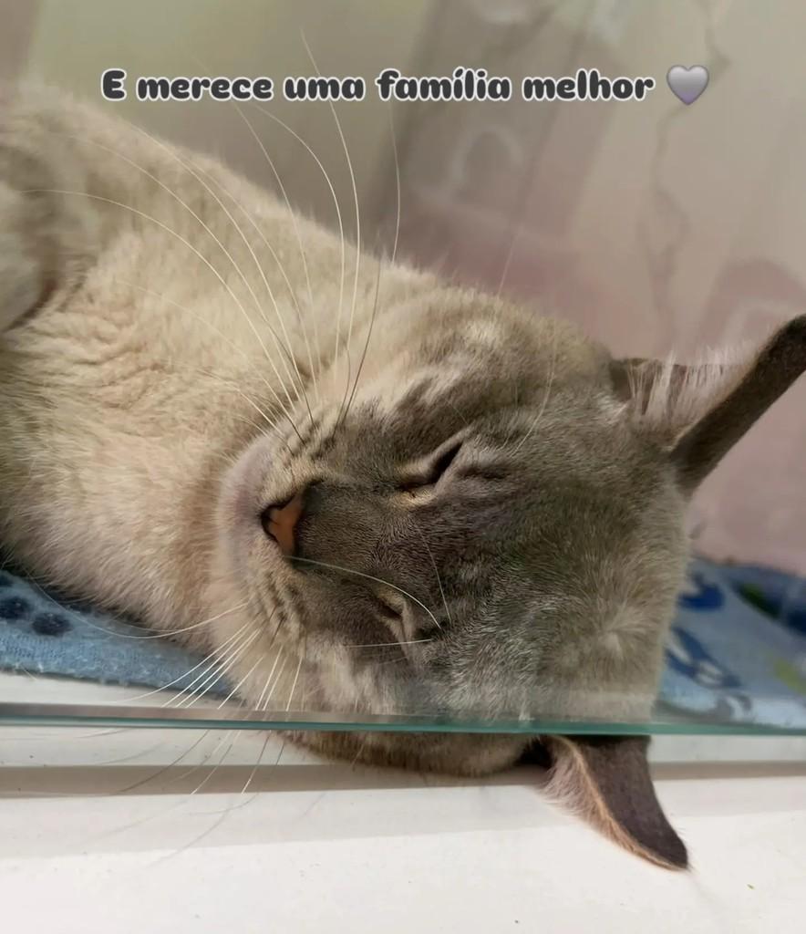 Fumaça, gato de porte pequeno para adoção em Santo André - SP — foto 4 de 4