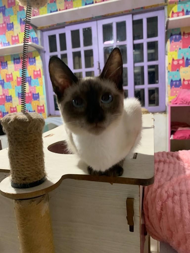Pérola, gata de porte pequeno para adoção em Itajaí - SC