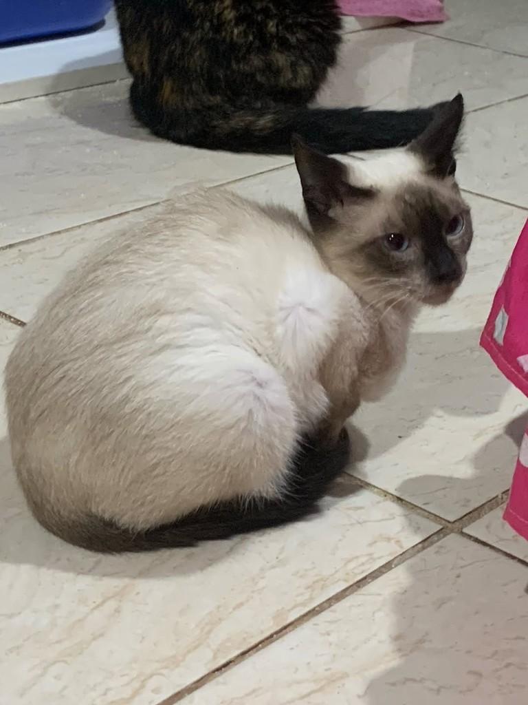 Pérola, gata de porte pequeno para adoção em Itajaí - SC — foto 2 de 2