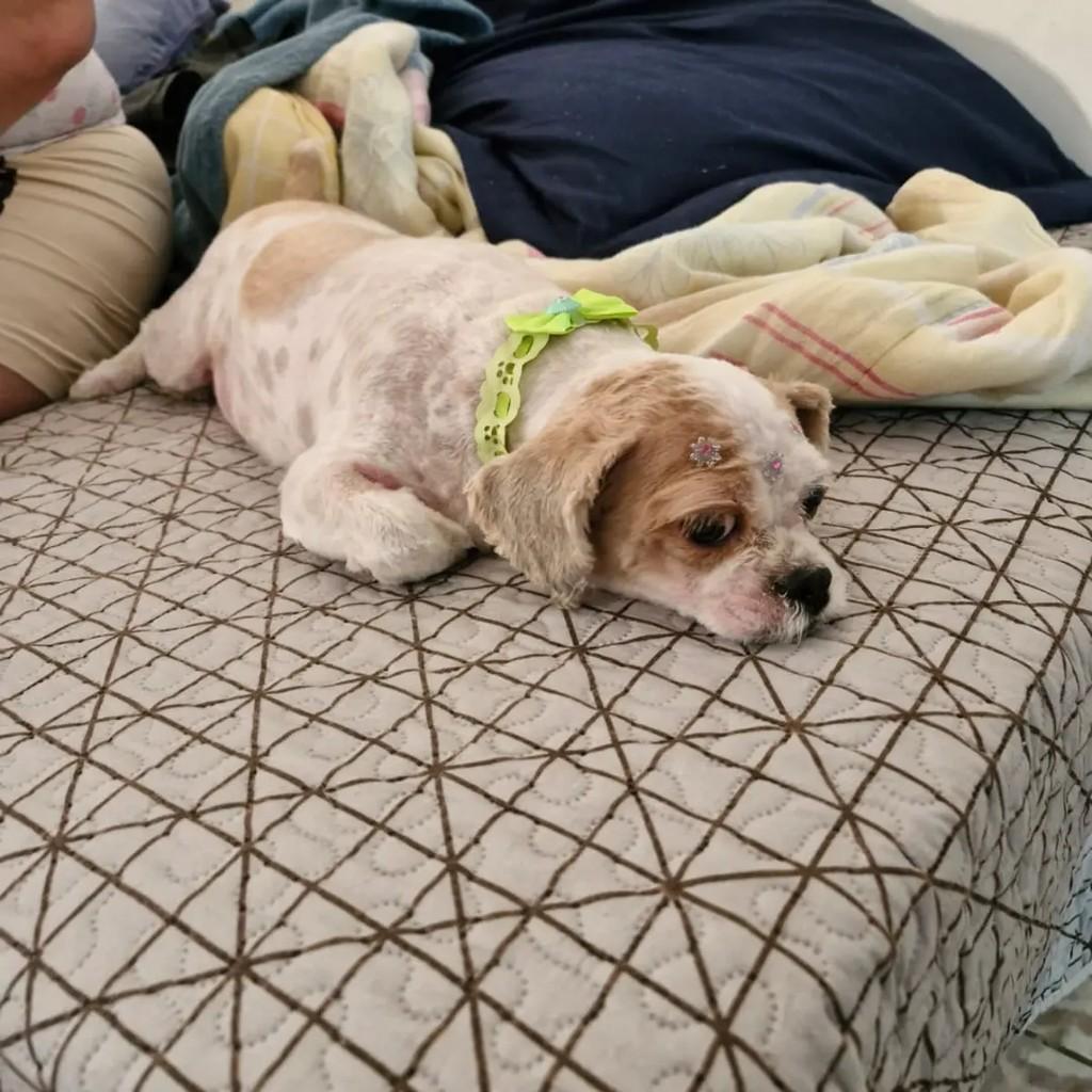 Princesa, cadela de porte pequeno para adoção em Vespasiano - MG