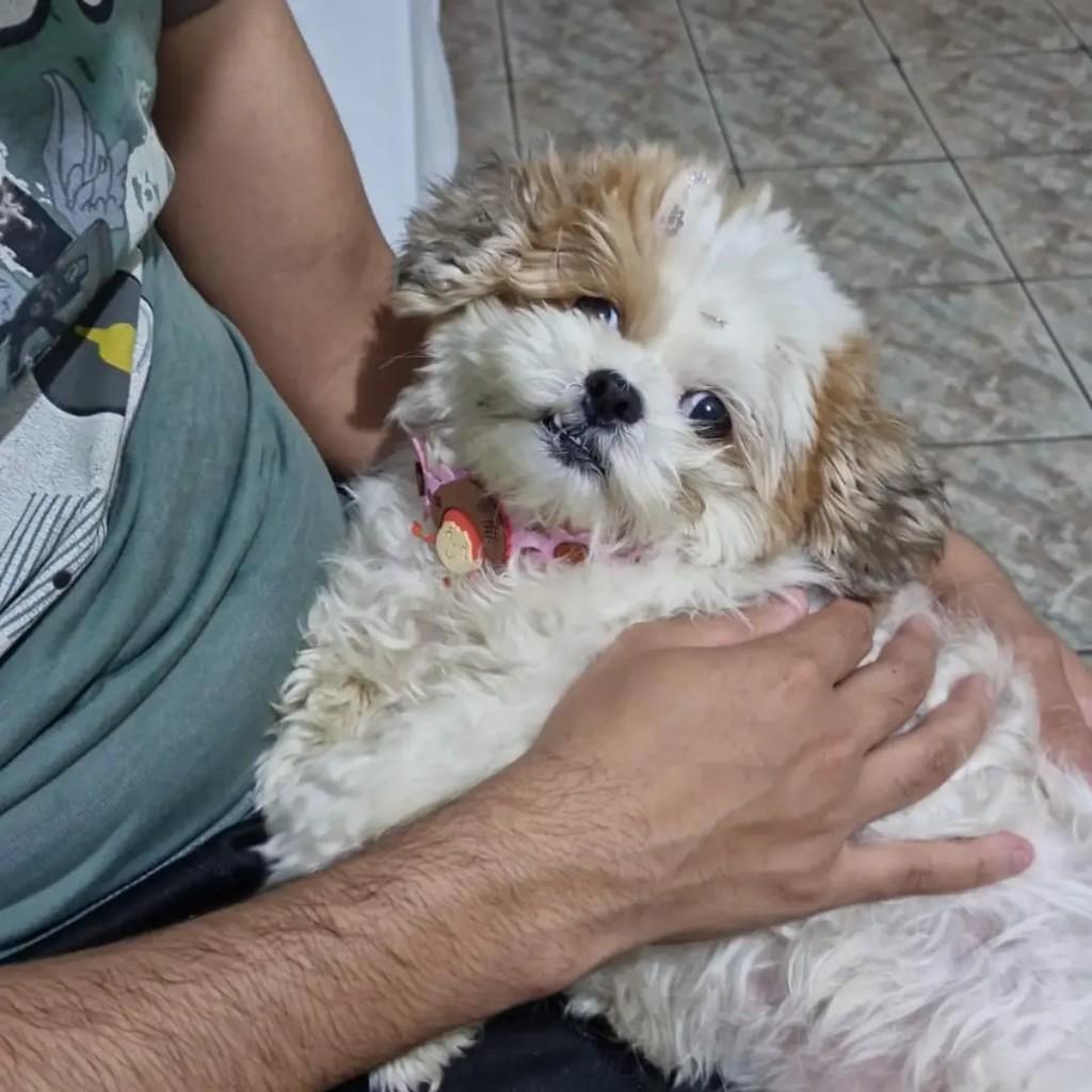 Princesa, cadela de porte pequeno para adoção em Vespasiano - MG — foto 2 de 3