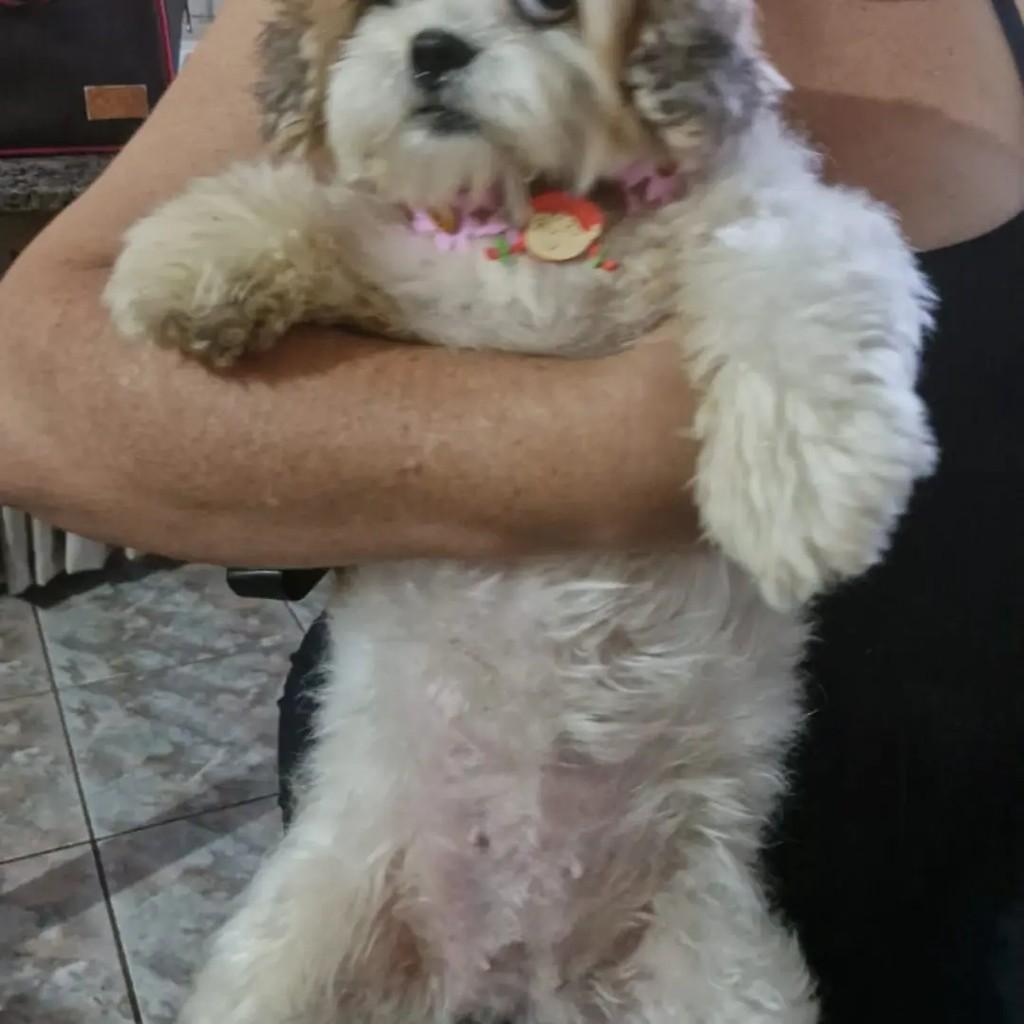 Princesa, cadela de porte pequeno para adoção em Vespasiano - MG — foto 3 de 3