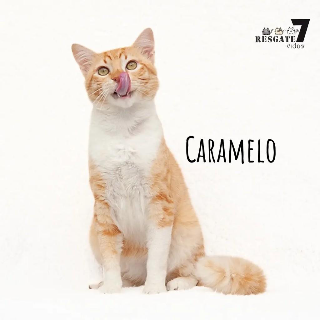 Caramelo, gato de porte médio para adoção em São Paulo - SP