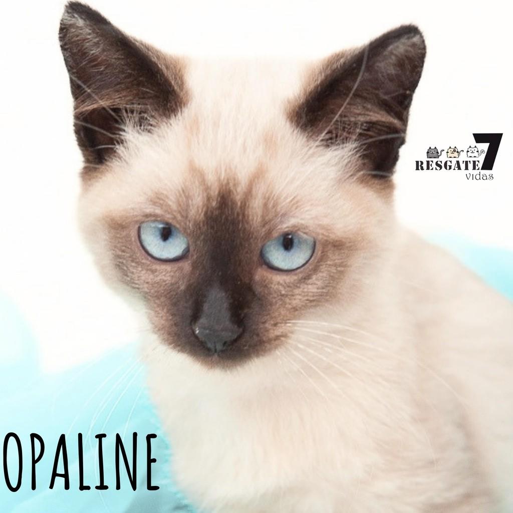 Opaline, gato de porte pequeno para adoção em São Paulo - SP