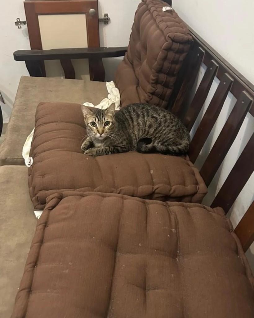 Michelangelo, gato de porte grande para adoção em Niterói - RJ