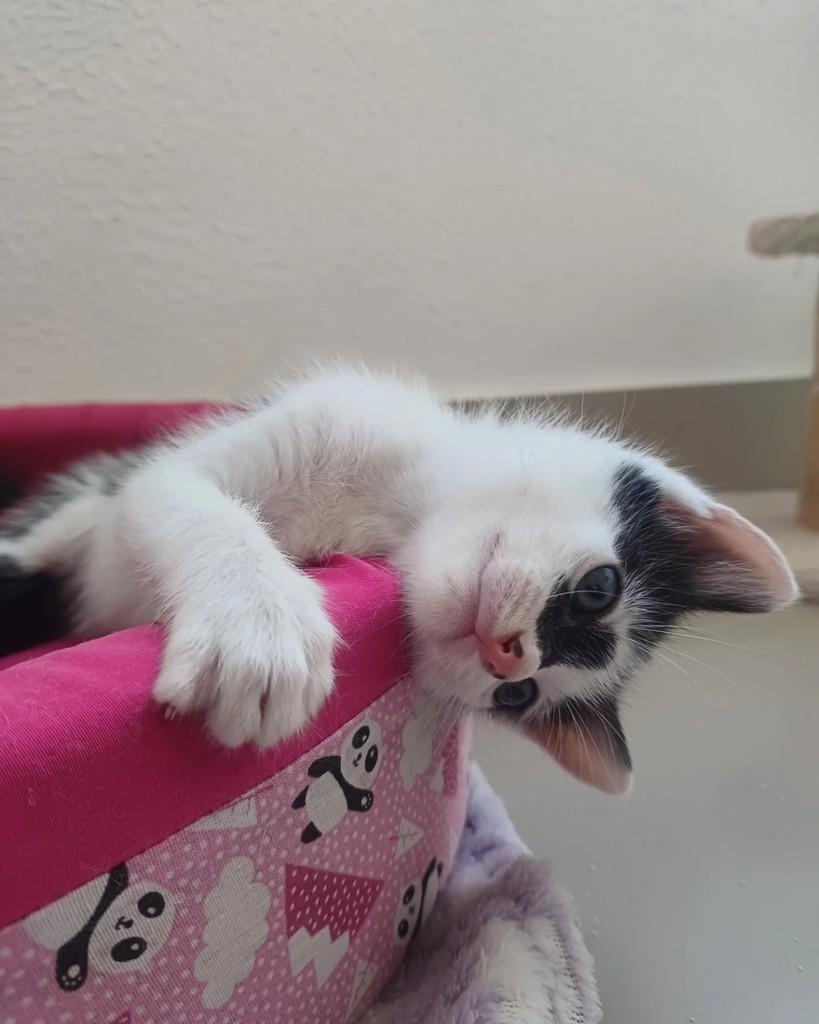 Snow, gato de porte pequeno para adoção em Niterói - RJ