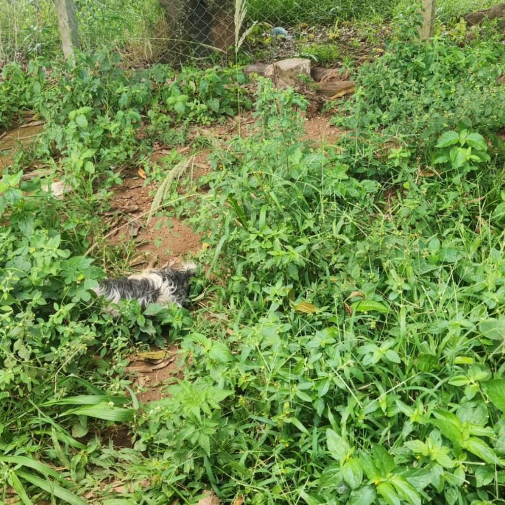 Tarzan, cachorro de porte médio para adoção em Primavera do Leste - MT