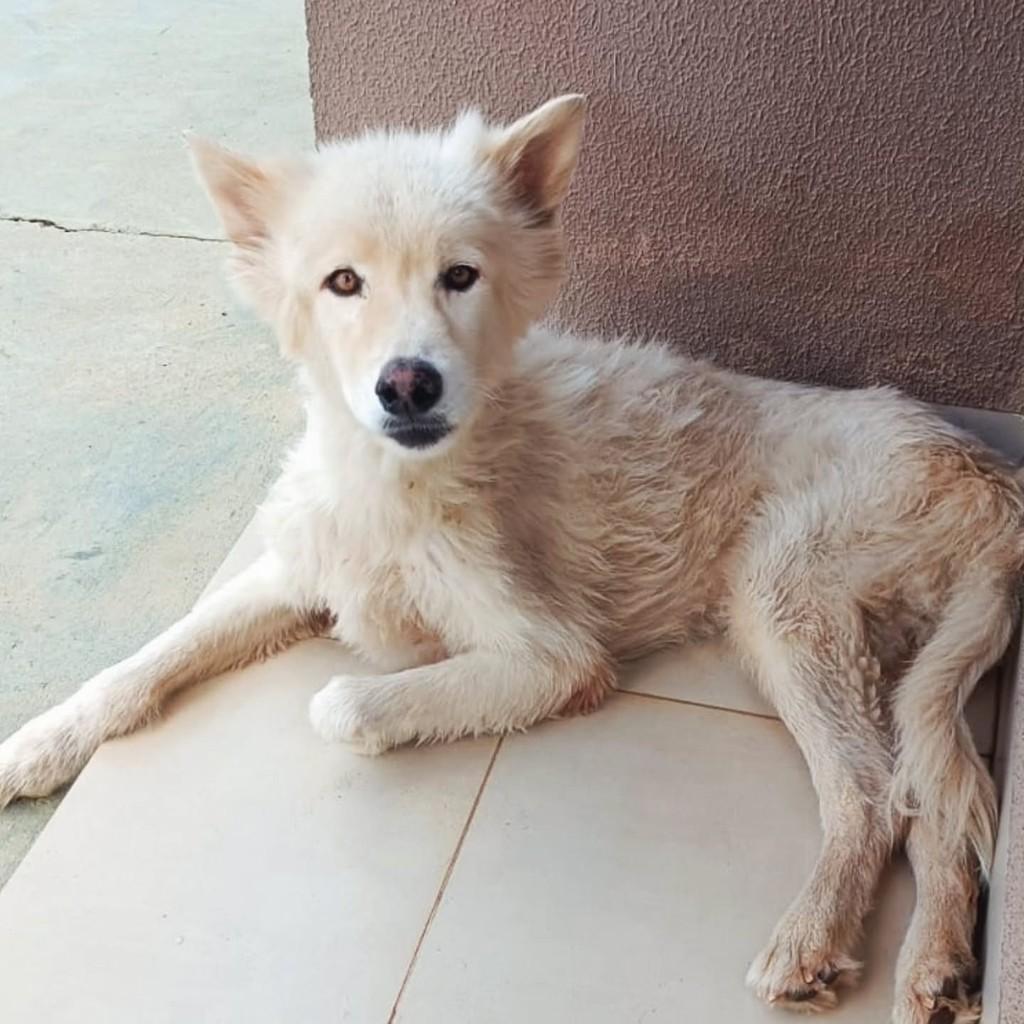 Patrick, cachorro de porte médio para adoção em Primavera do Leste - MT