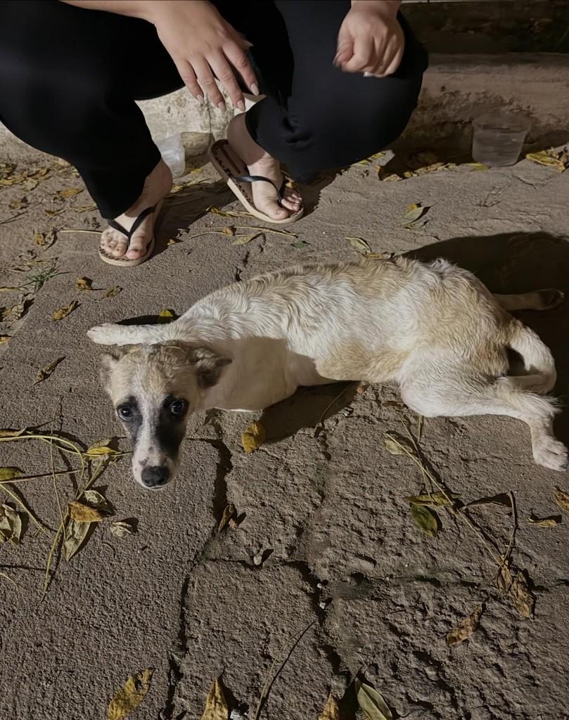 Filhotinha, cachorro de porte pequeno para adoção em Quixeramobim - CE