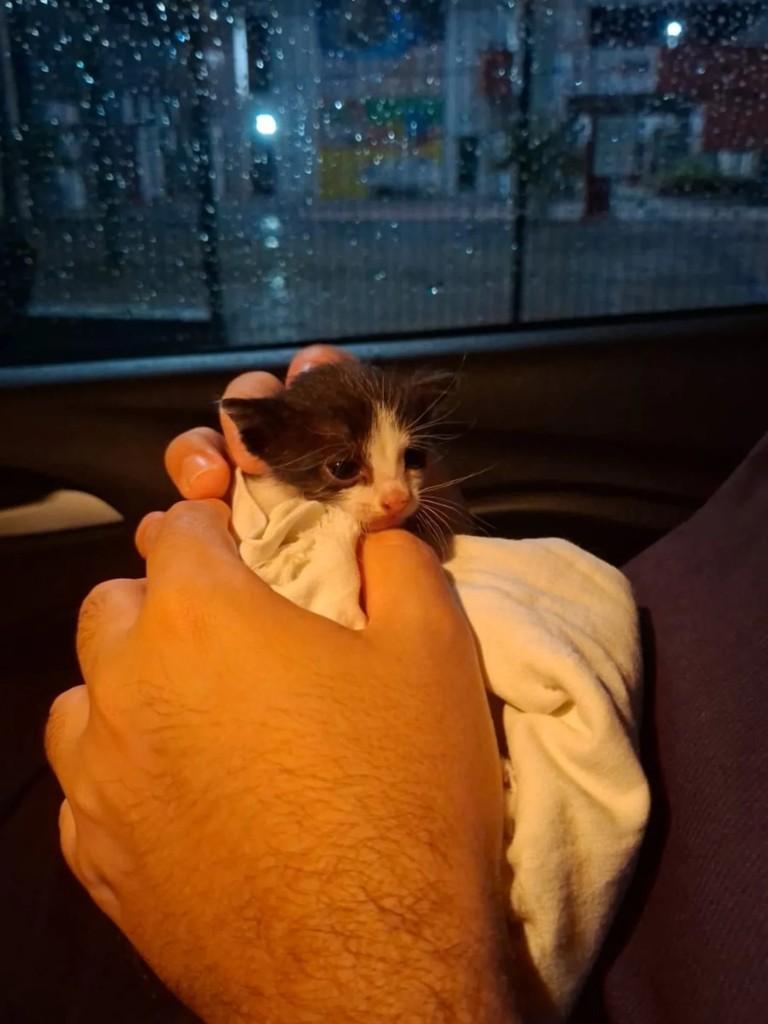 Maisena, gata de porte pequeno para adoção em Quixeramobim - CE