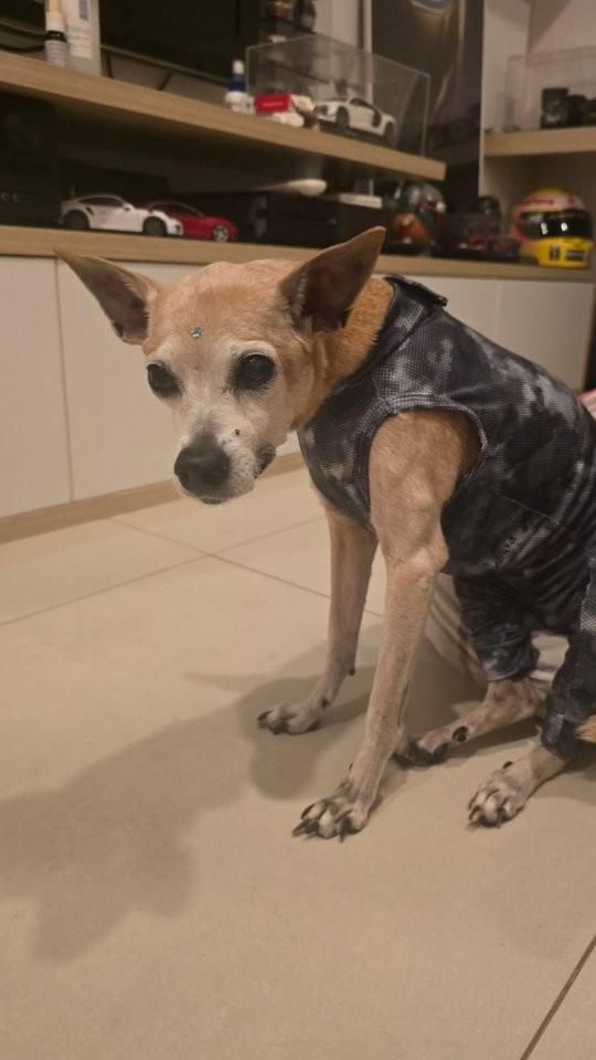Lili, cachorro de porte pequeno para adoção em Brasília - DF