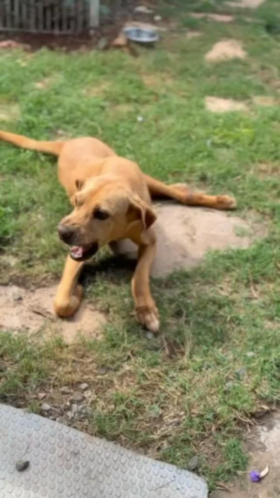 José, cachorro de porte médio para adoção em Brasília - DF