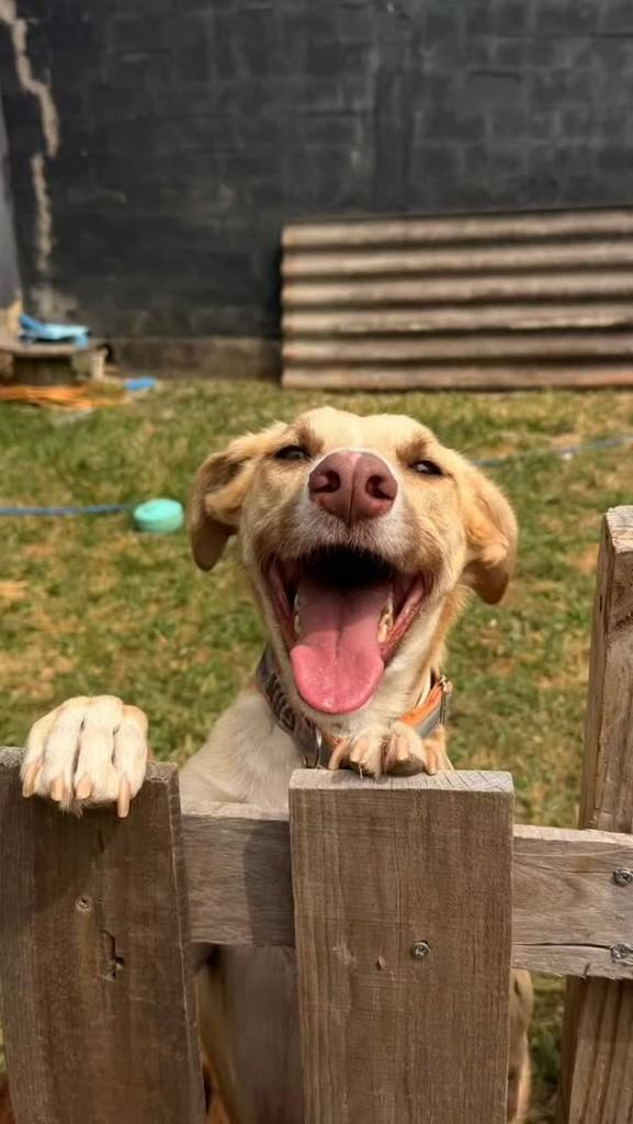 Matheus, cachorro de porte médio para adoção em Brasília - DF