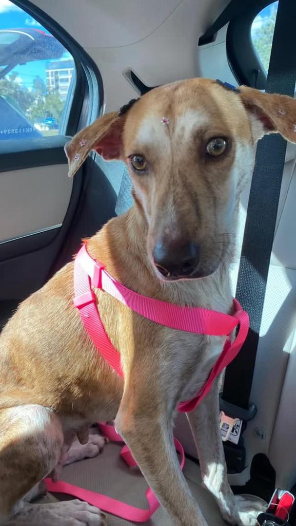 Lola, cadela de porte médio para adoção em Brasília - DF
