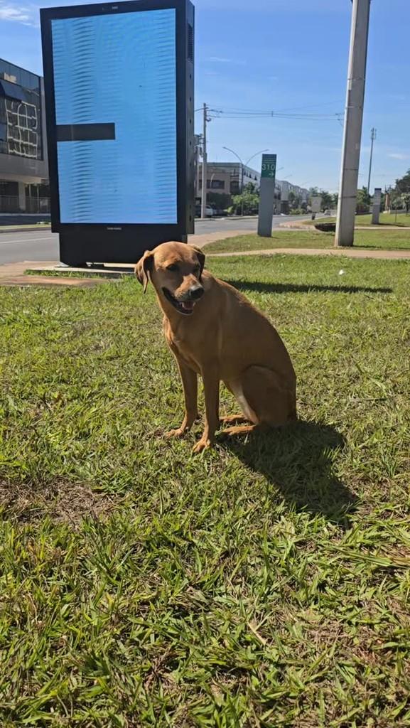 Jurema, cachorro de porte médio para adoção em Brasília - DF