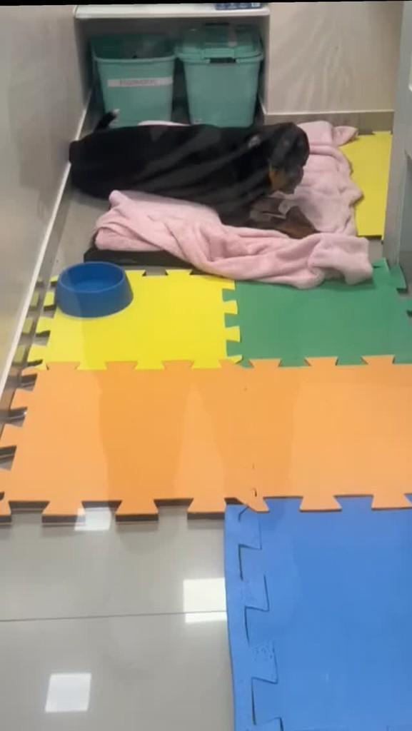 Oliver, cachorro de porte pequeno para adoção em Brasília - DF
