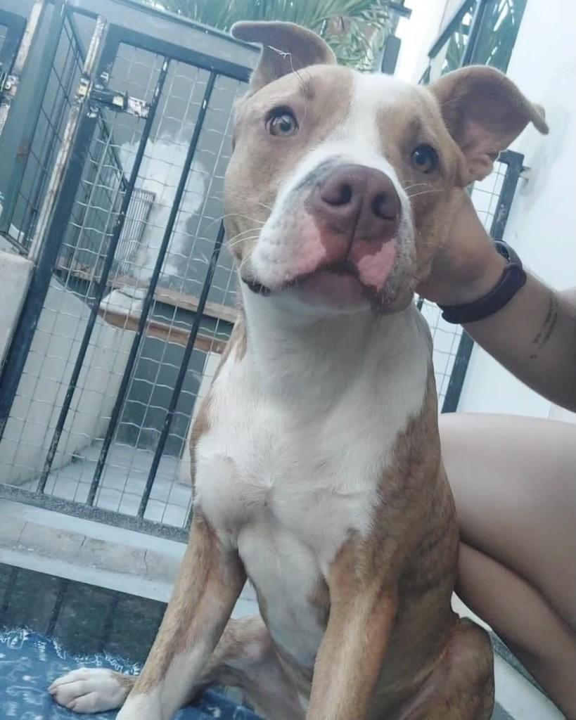 Xodó, cachorro de porte médio para adoção em Lavras - MG