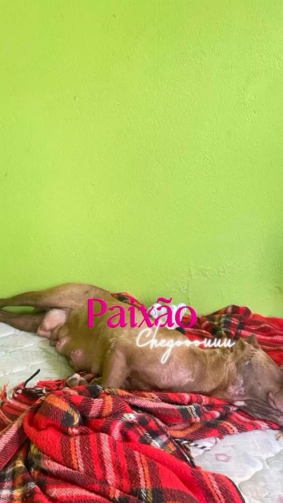 Paixão, cachorro de porte pequeno para adoção em Lavras - MG
